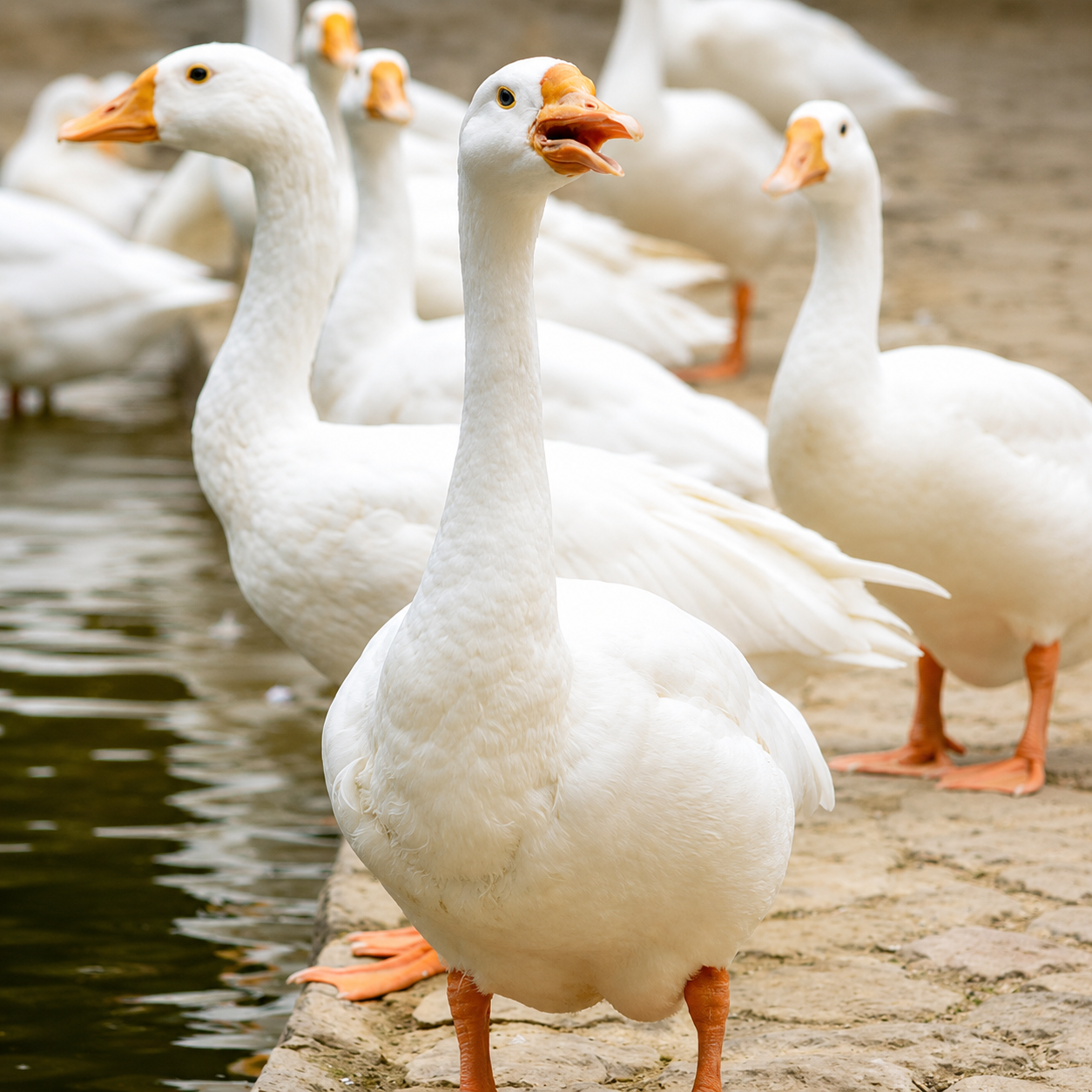 A group of white domestic geese standing by a pond, with one goose in the foreground facing the camera. The geese have orange beaks and orange webbed feet, and they are photographed outdoors on a stone or concrete bank.