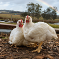 Two white chickens standing on mulch outdoors with trees, fields, and a cloudy sky in the background.