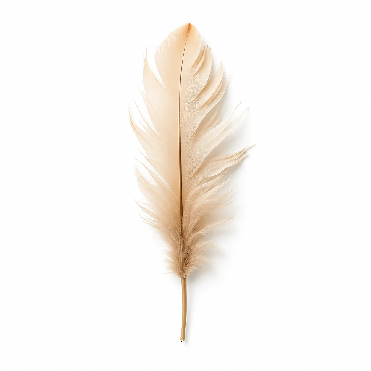 Ornamental Feathers